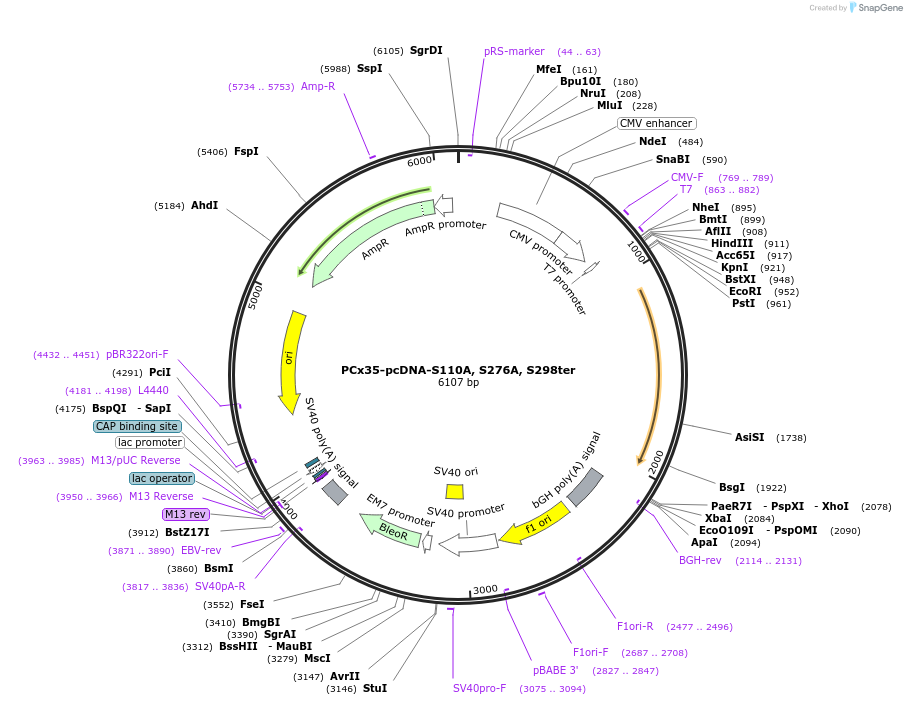 42927-plasmid-map-sequence-id-58094
