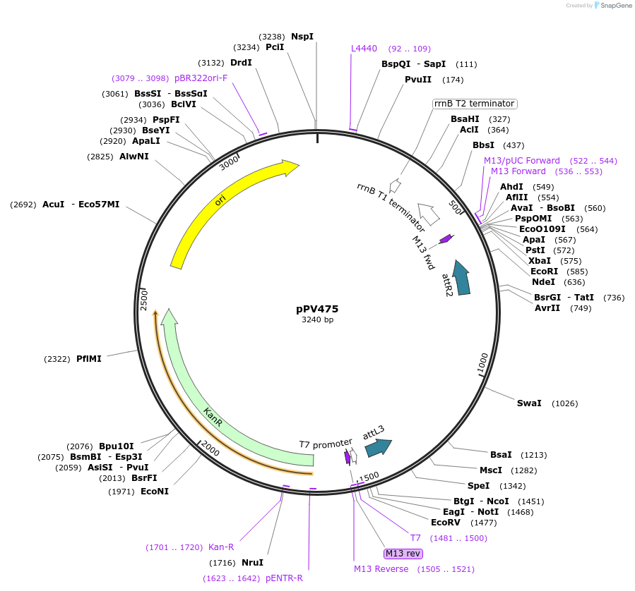 42928-plasmid-map-sequence-id-58191