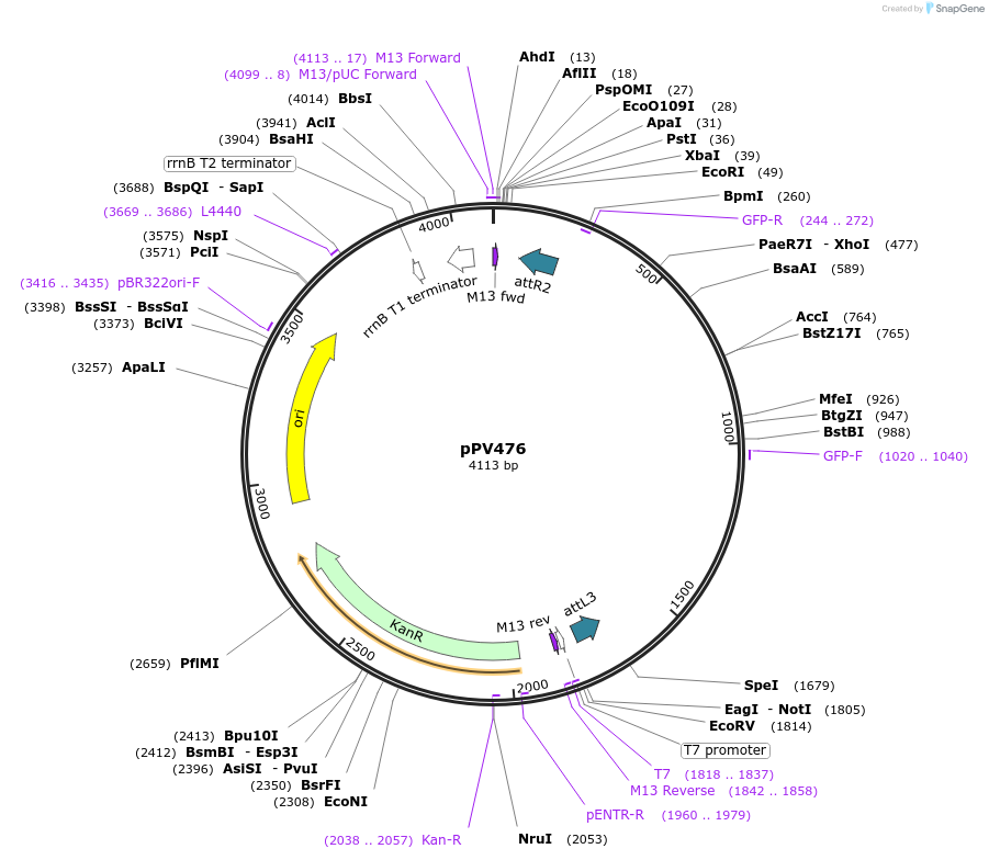 42929-plasmid-map-sequence-id-58192