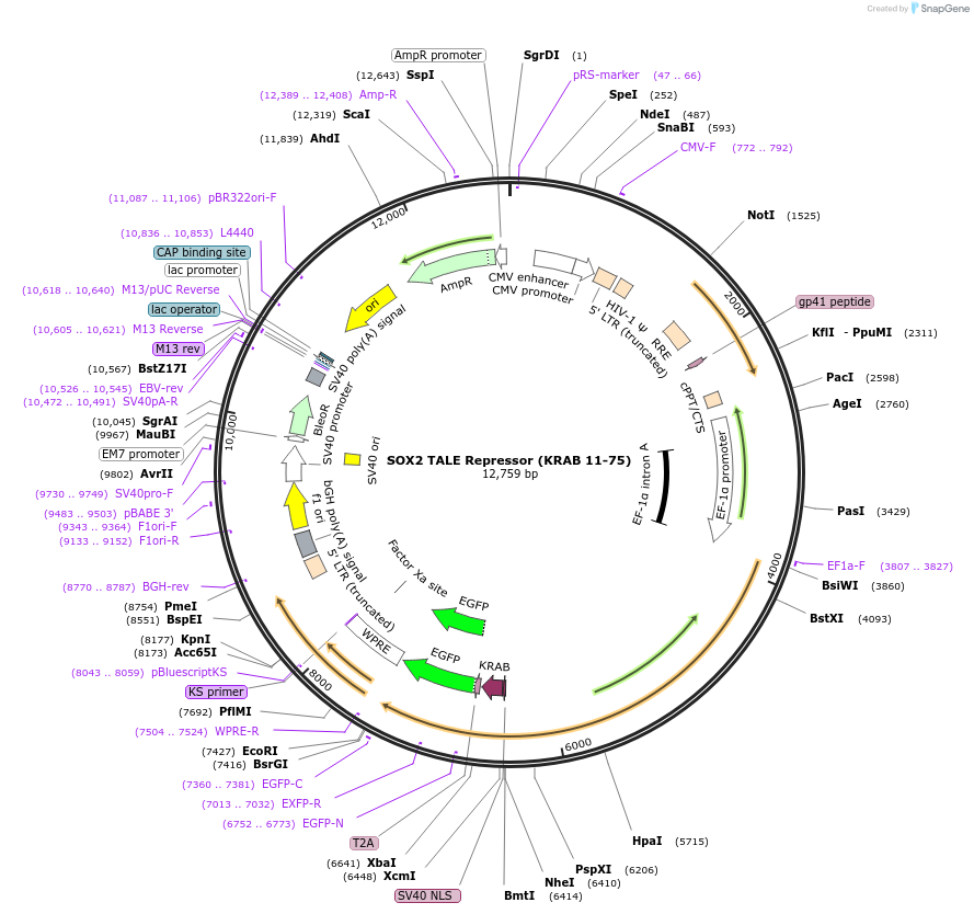 42946-plasmid-map-sequence-id-58217