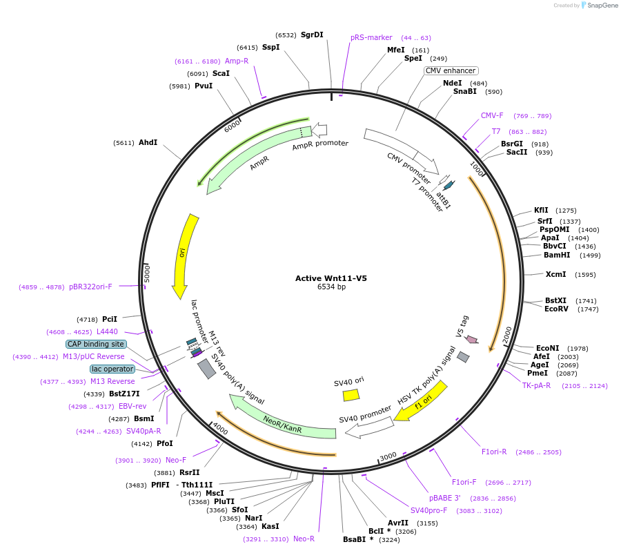 43824-plasmid-map-sequence-id-59157