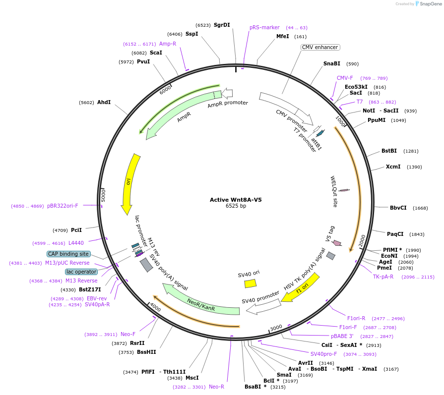 43818-plasmid-map-sequence-id-59164