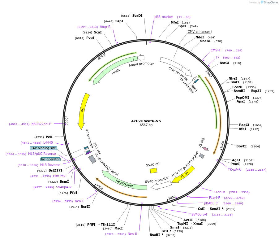 43815-plasmid-map-sequence-id-59167