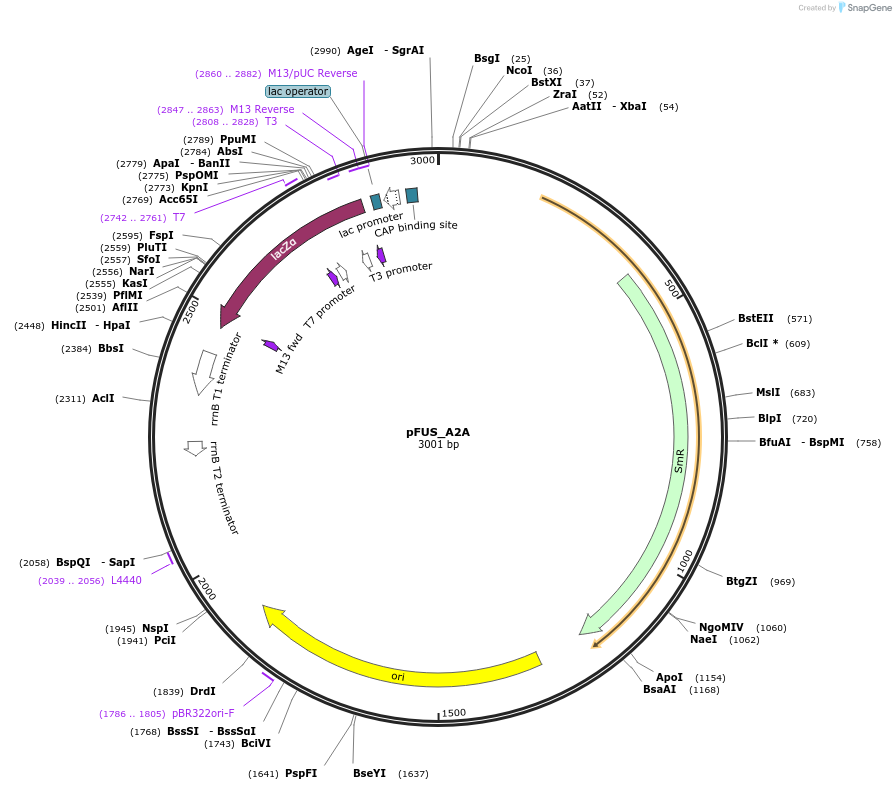 43849-plasmid-map-sequence-id-59180