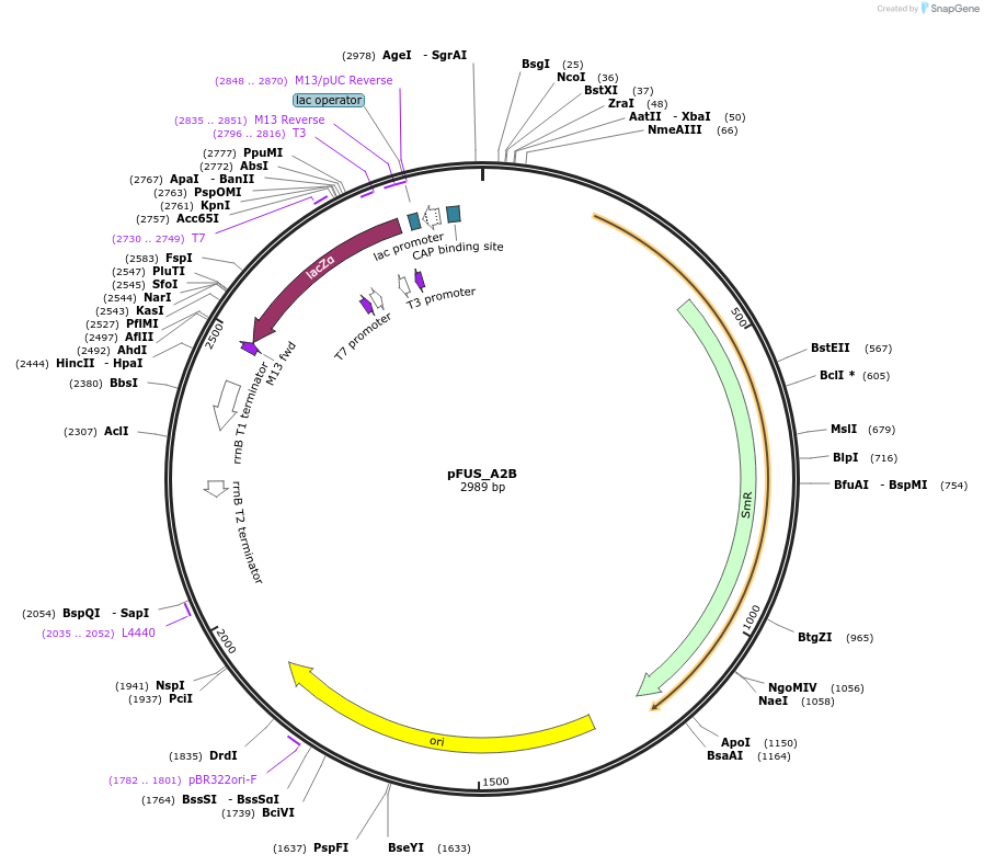 43850-plasmid-map-sequence-id-59181