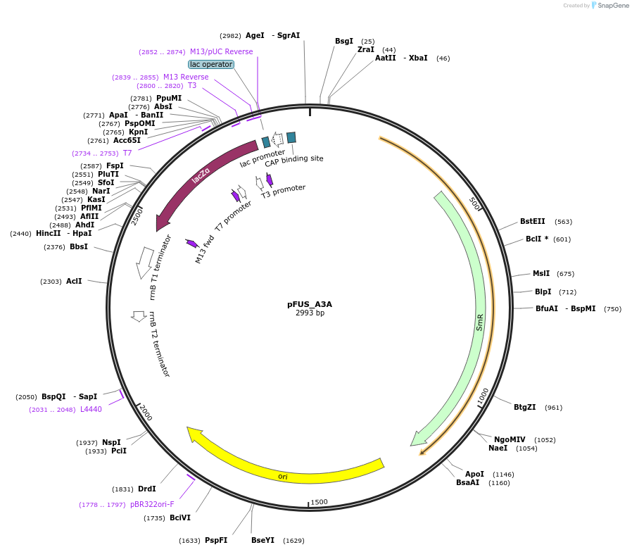 43851-plasmid-map-sequence-id-59182
