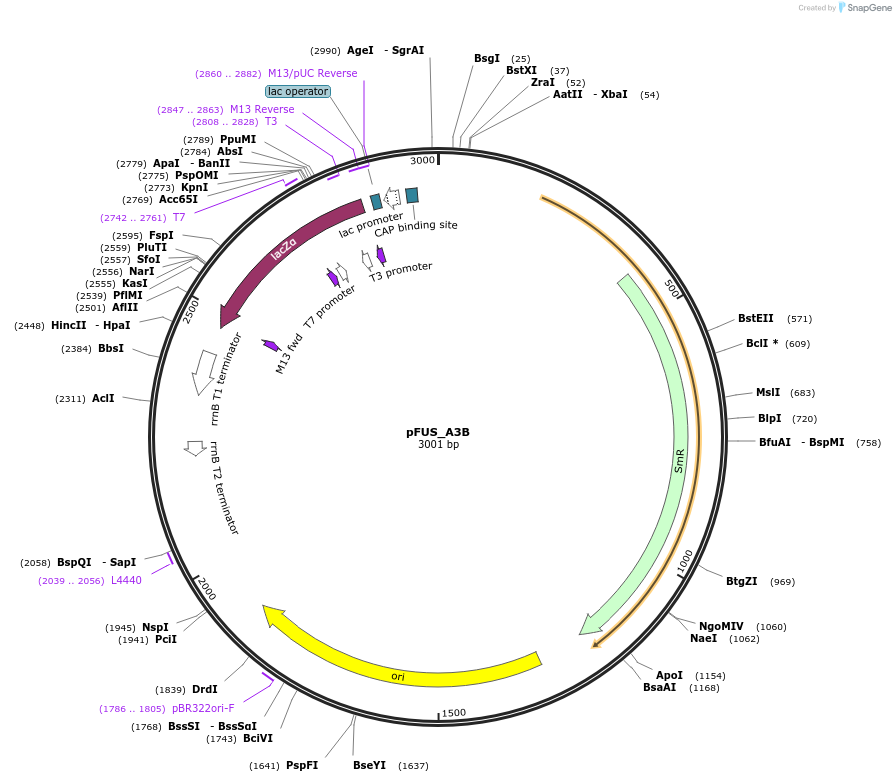 43852-plasmid-map-sequence-id-59183