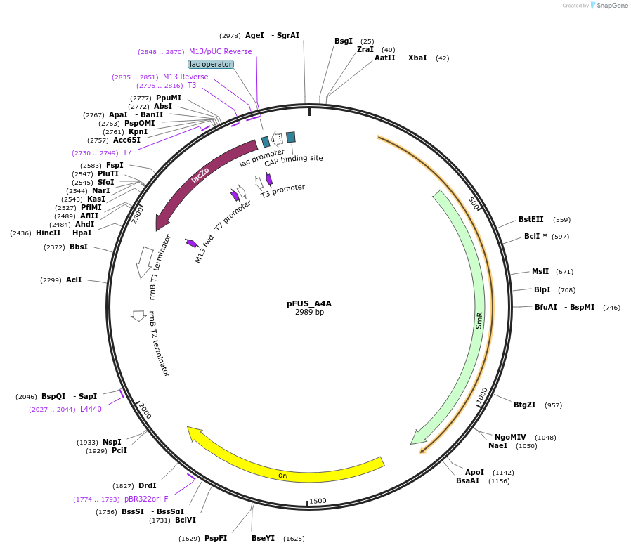 43853-plasmid-map-sequence-id-59184