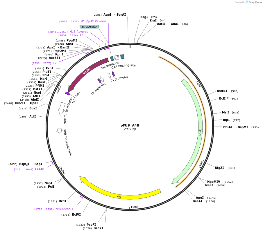 43854-plasmid-map-sequence-id-59185