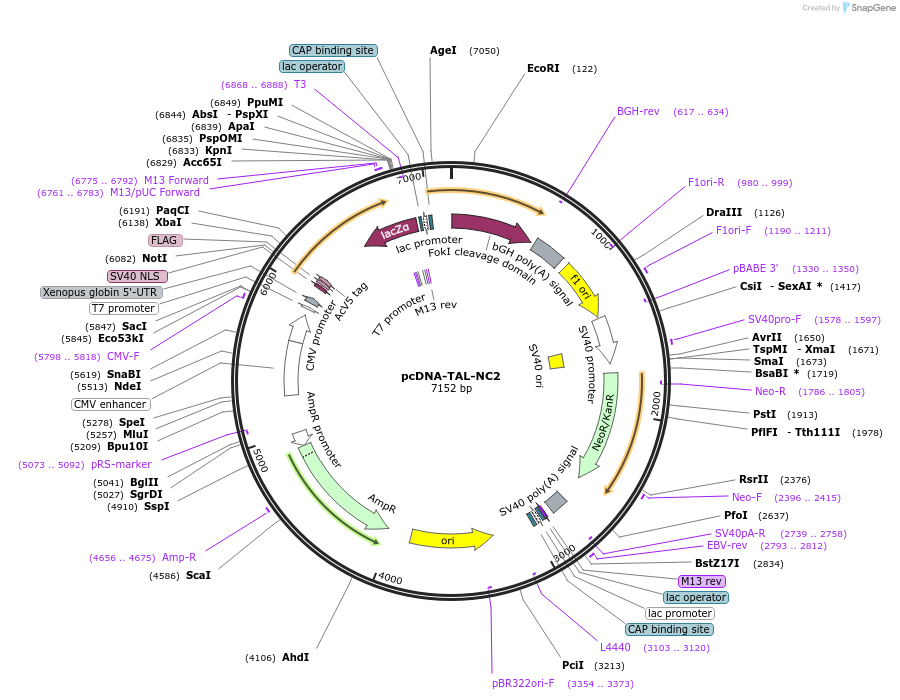 43855-plasmid-map-sequence-id-59186