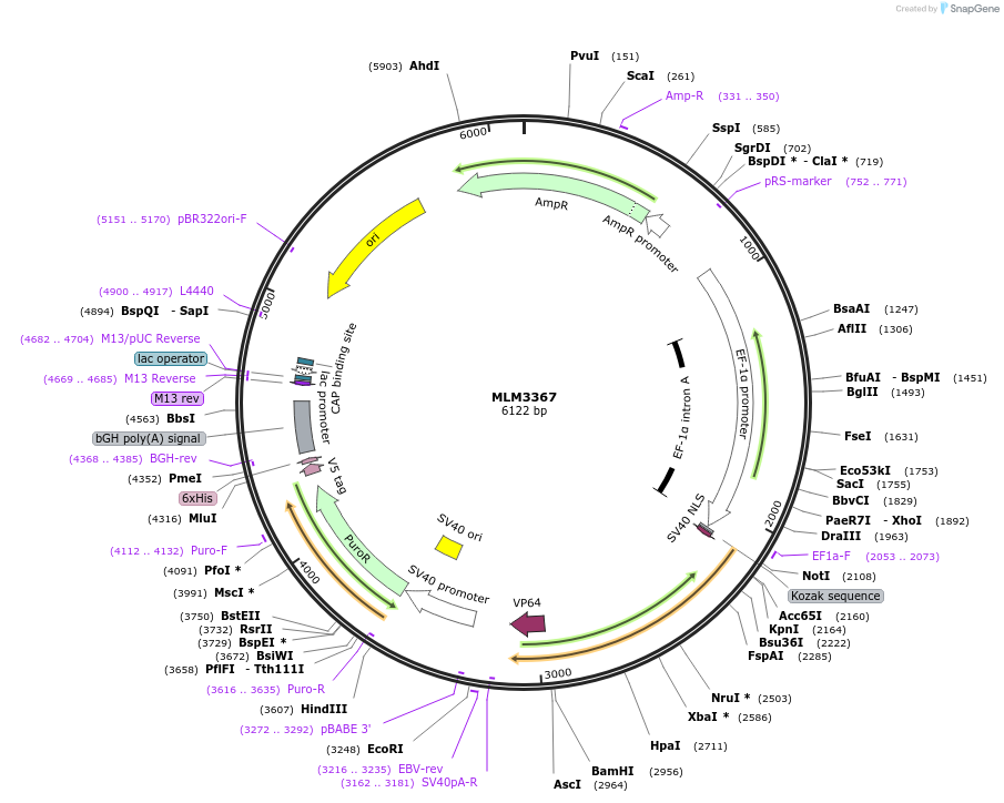 43884-plasmid-map-sequence-id-59231