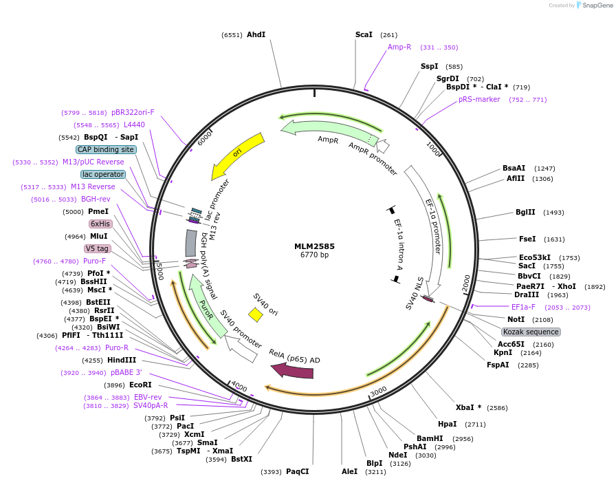 43890-plasmid-map-sequence-id-59237