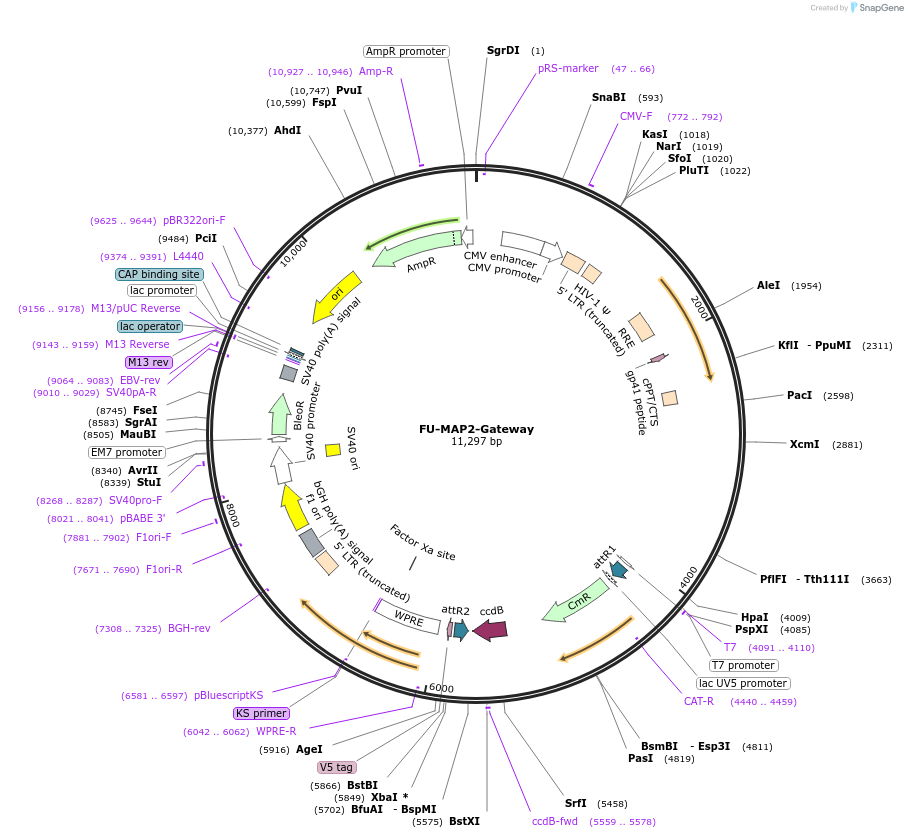 43915-plasmid-map-sequence-id-59249