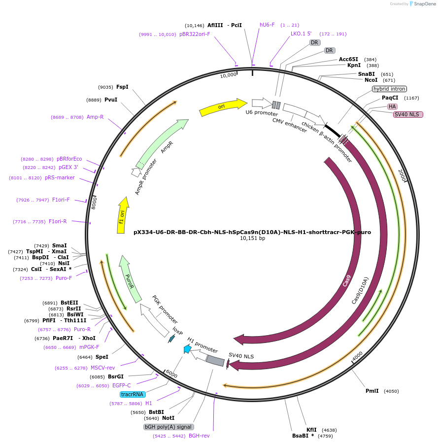 42333-plasmid-map-sequence-id-59273