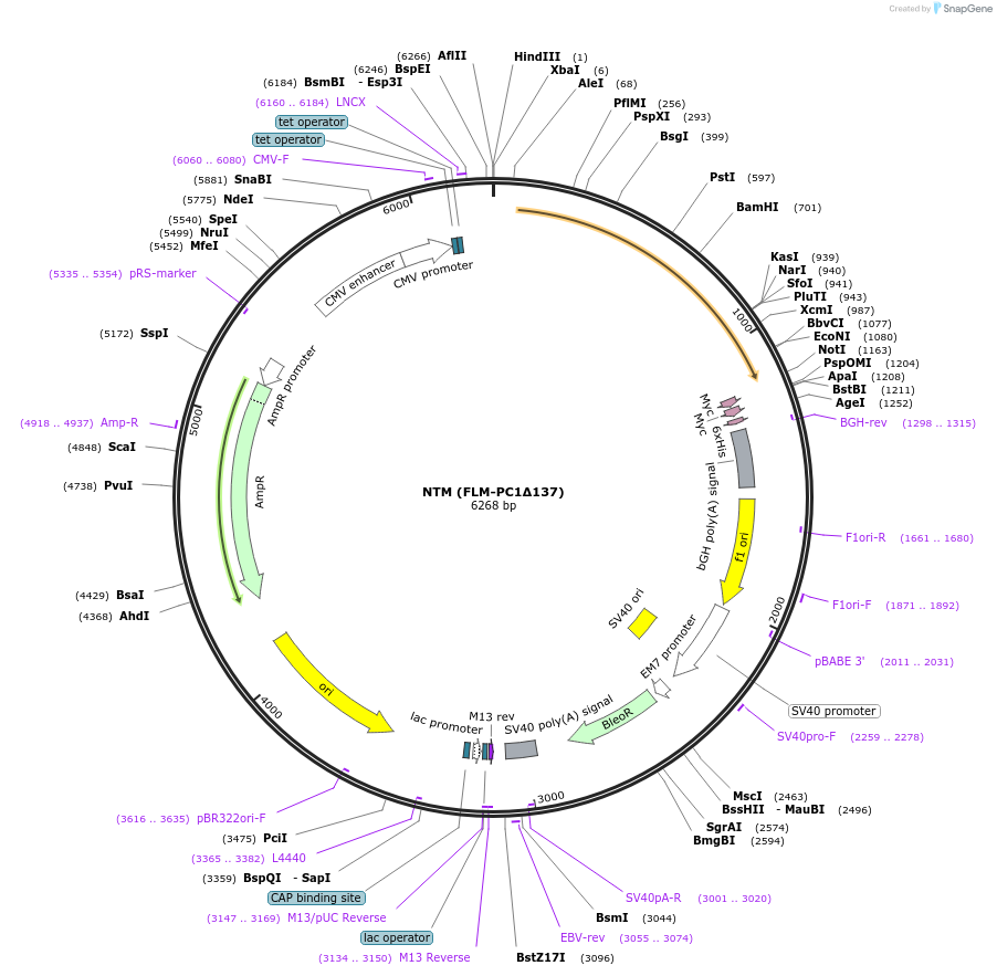 41572-plasmid-map-sequence-id-59313