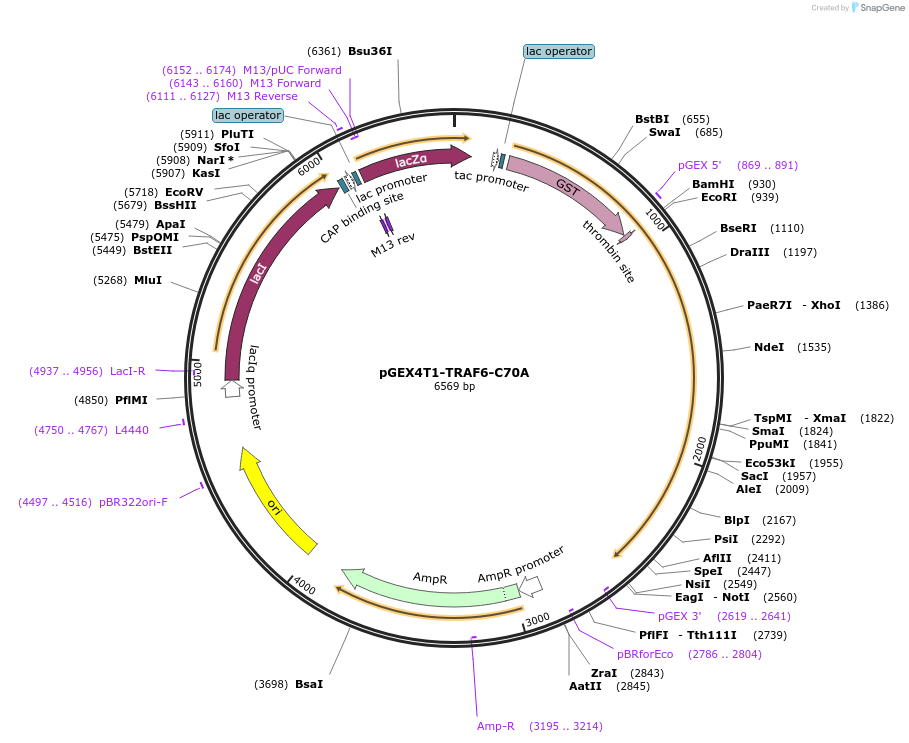 43930-plasmid-map-sequence-id-59329
