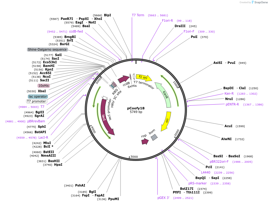 43975-plasmid-map-sequence-id-59477