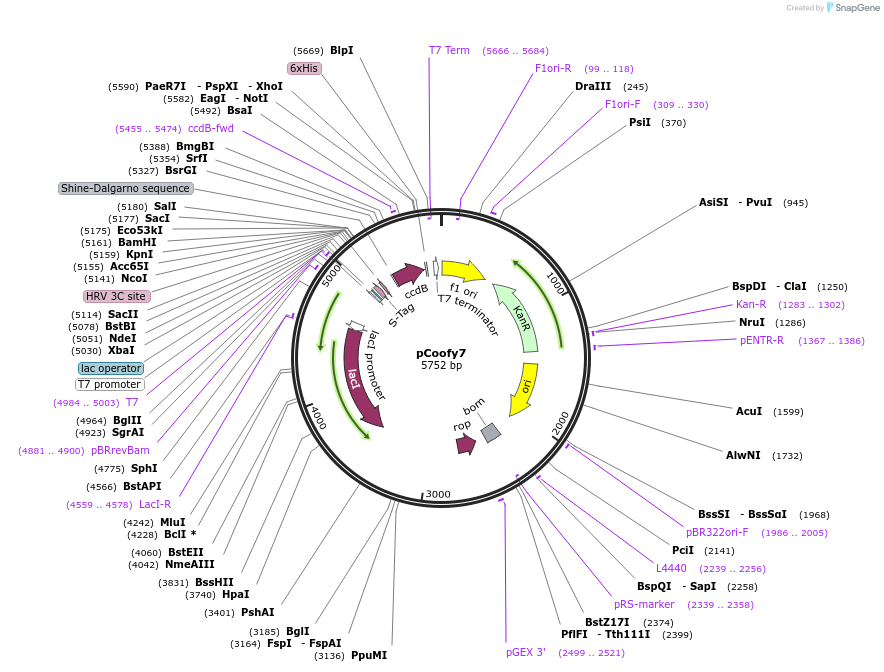 43976-plasmid-map-sequence-id-59478
