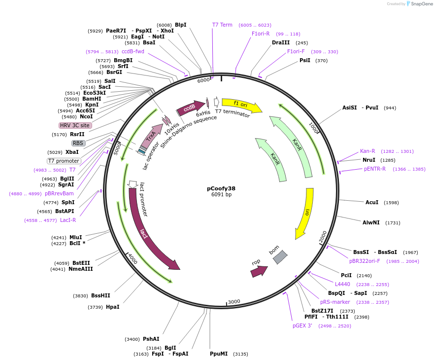 43982-plasmid-map-sequence-id-59484