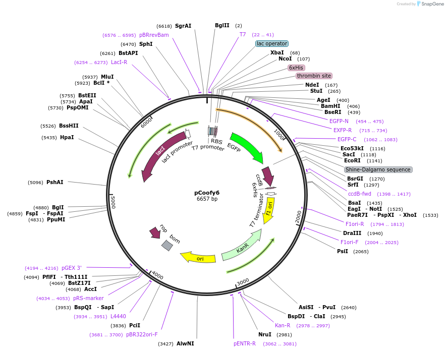 43990-plasmid-map-sequence-id-59492