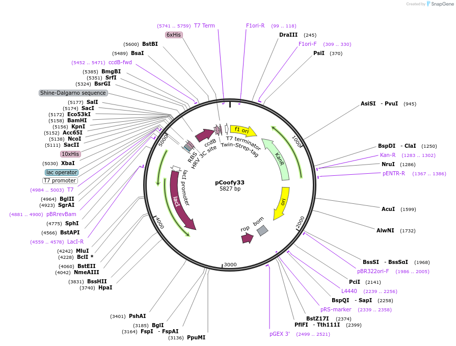 44001-plasmid-map-sequence-id-59502