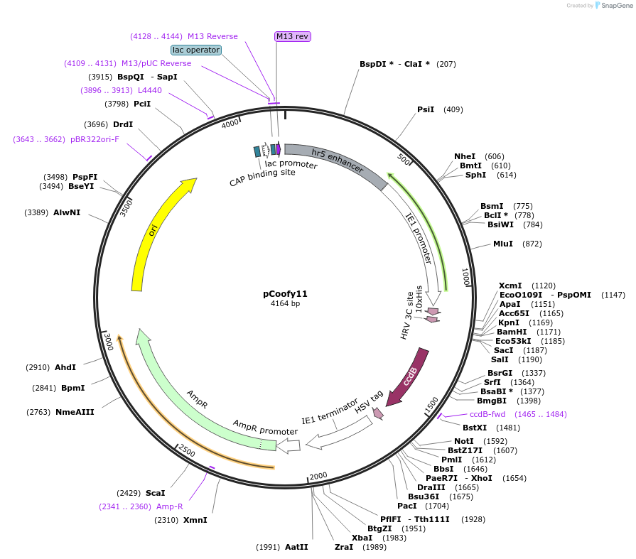 44002-plasmid-map-sequence-id-59503