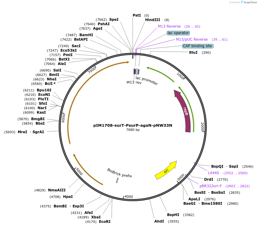 44009-plasmid-map-sequence-id-59518