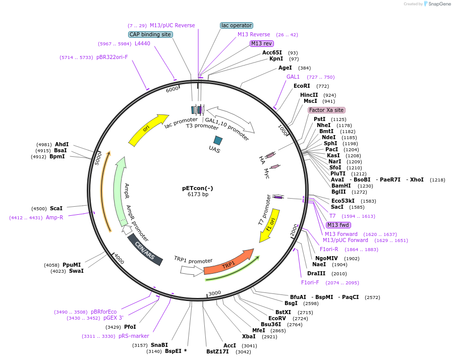 41522-plasmid-map-sequence-id-59598