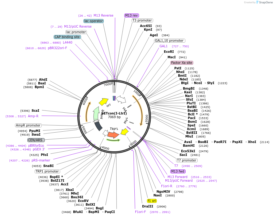 41523-plasmid-map-sequence-id-59600