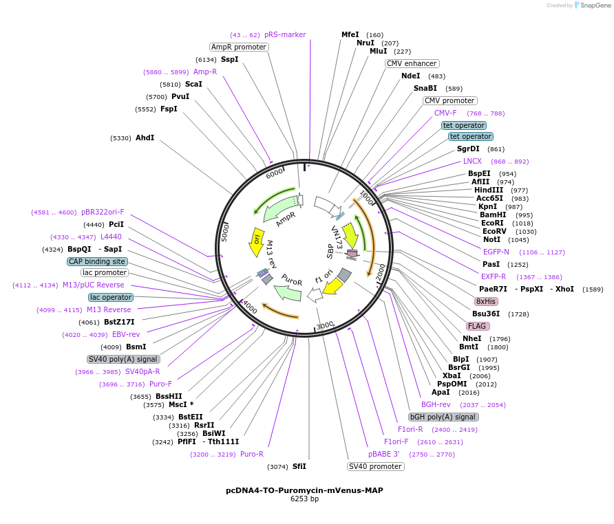 44118-plasmid-map-sequence-id-59658
