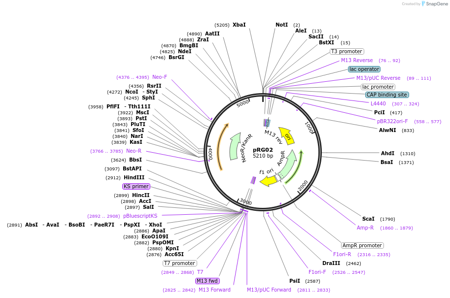 44196-plasmid-map-sequence-id-59841