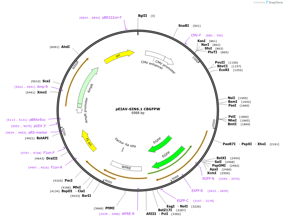 44173-plasmid-map-sequence-id-59865