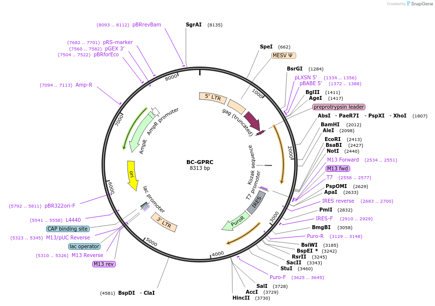 44199-plasmid-map-sequence-id-60058