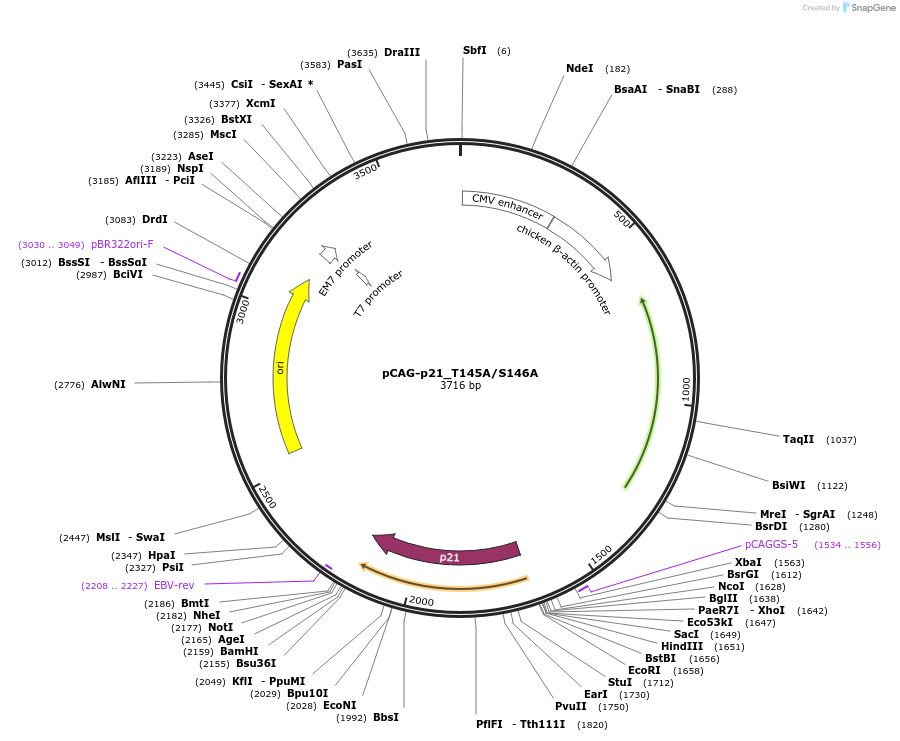 42623-plasmid-map-sequence-id-60100