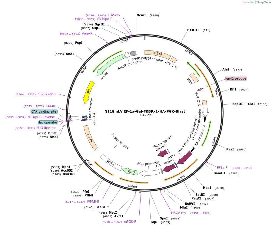 44245-plasmid-map-sequence-id-60246