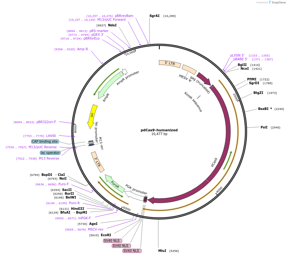 44246-plasmid-map-sequence-id-60247