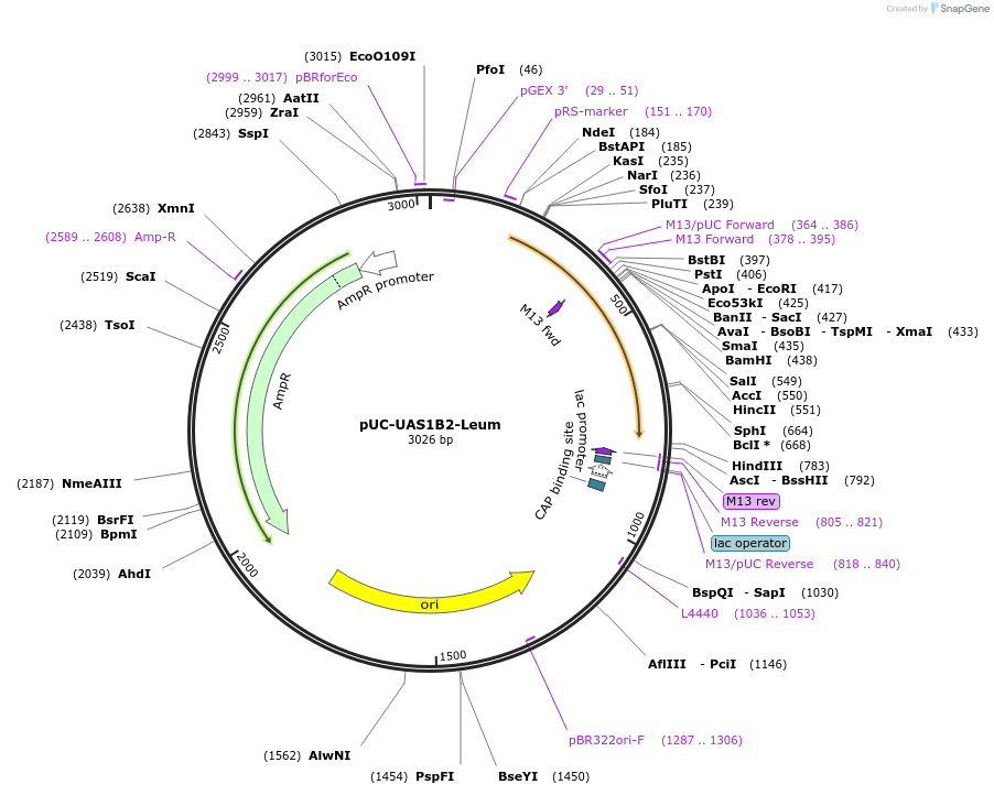 44310-plasmid-map-sequence-id-60302
