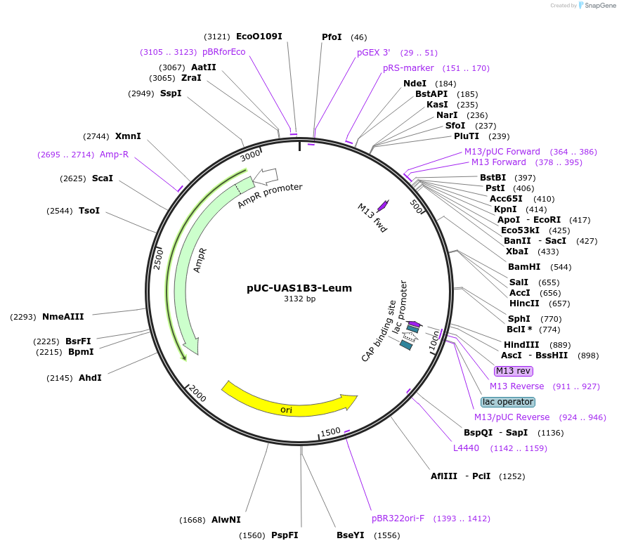 44311-plasmid-map-sequence-id-60303