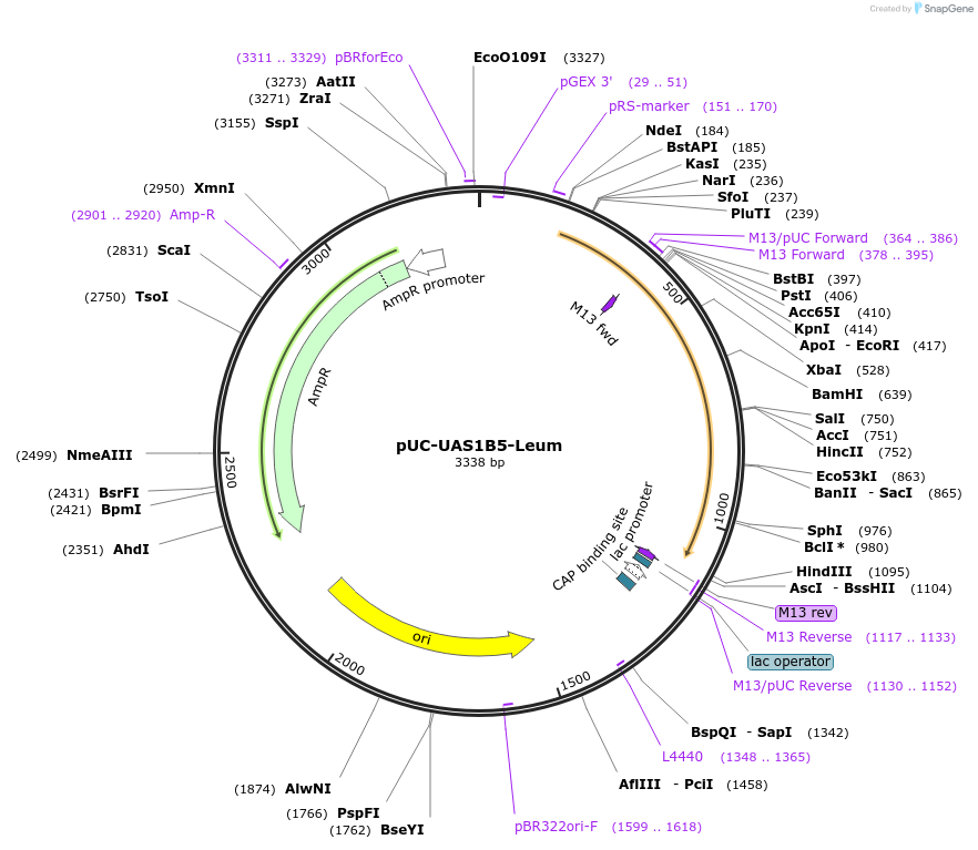 44313-plasmid-map-sequence-id-60305