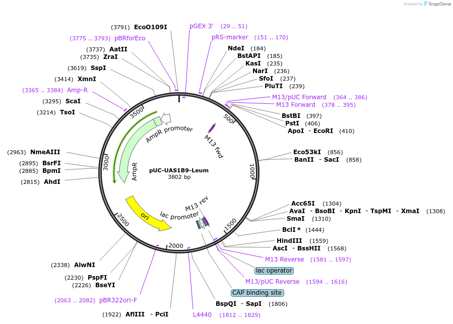 44317-plasmid-map-sequence-id-60309