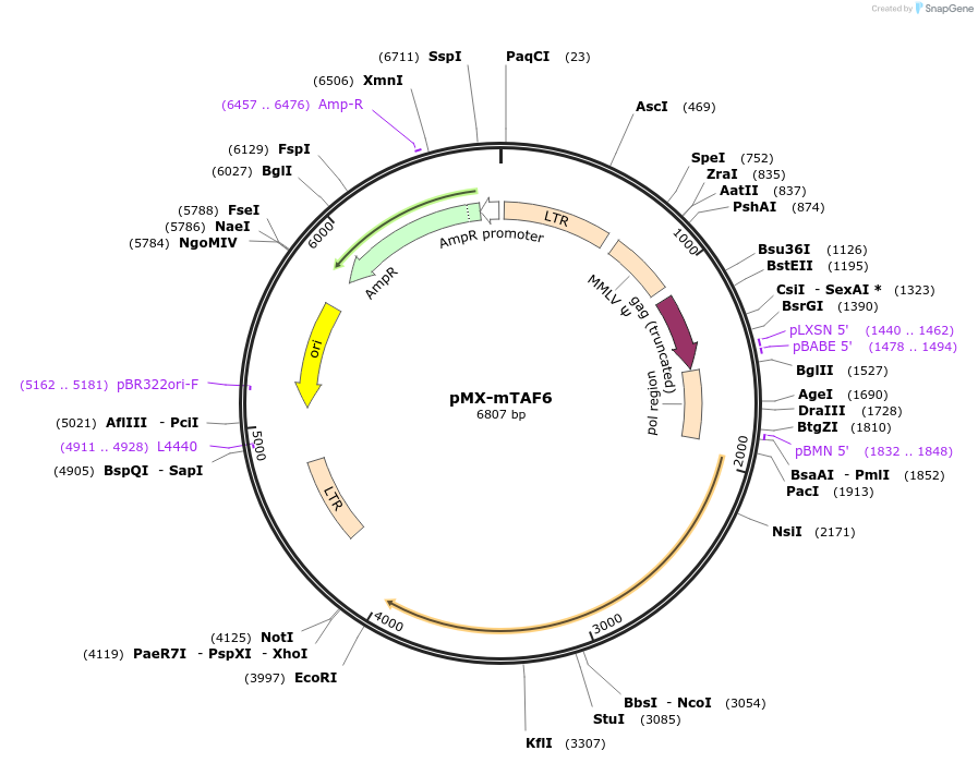 44337-plasmid-map-sequence-id-60335