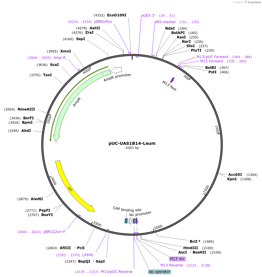 44322-plasmid-map-sequence-id-60361