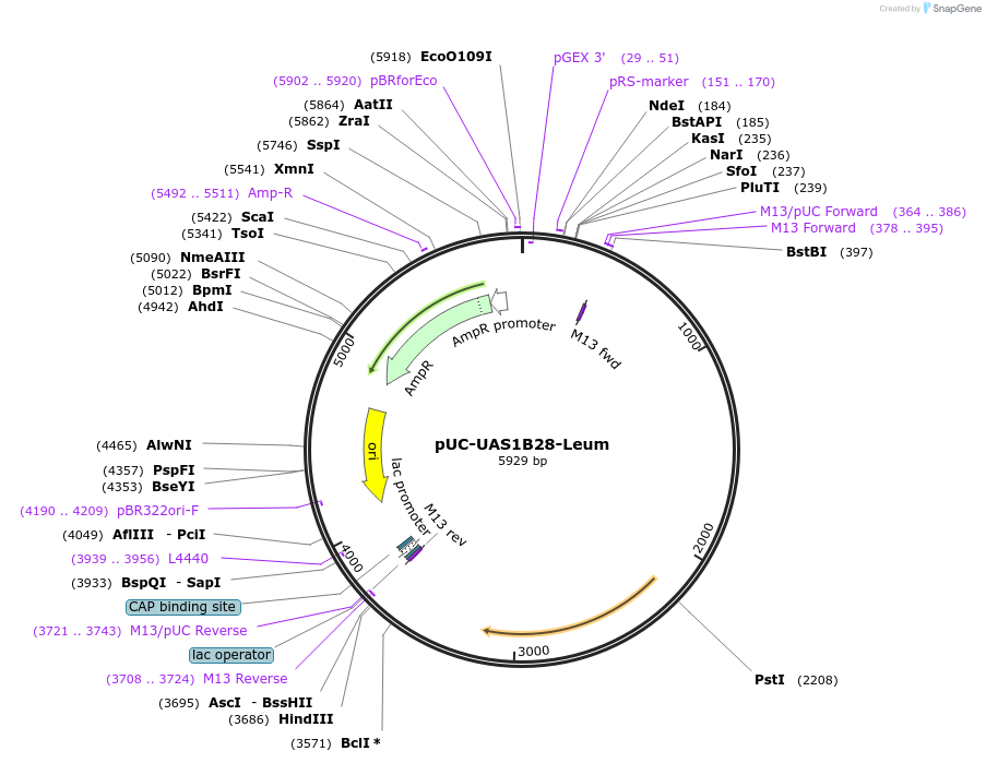 44327-plasmid-map-sequence-id-60366