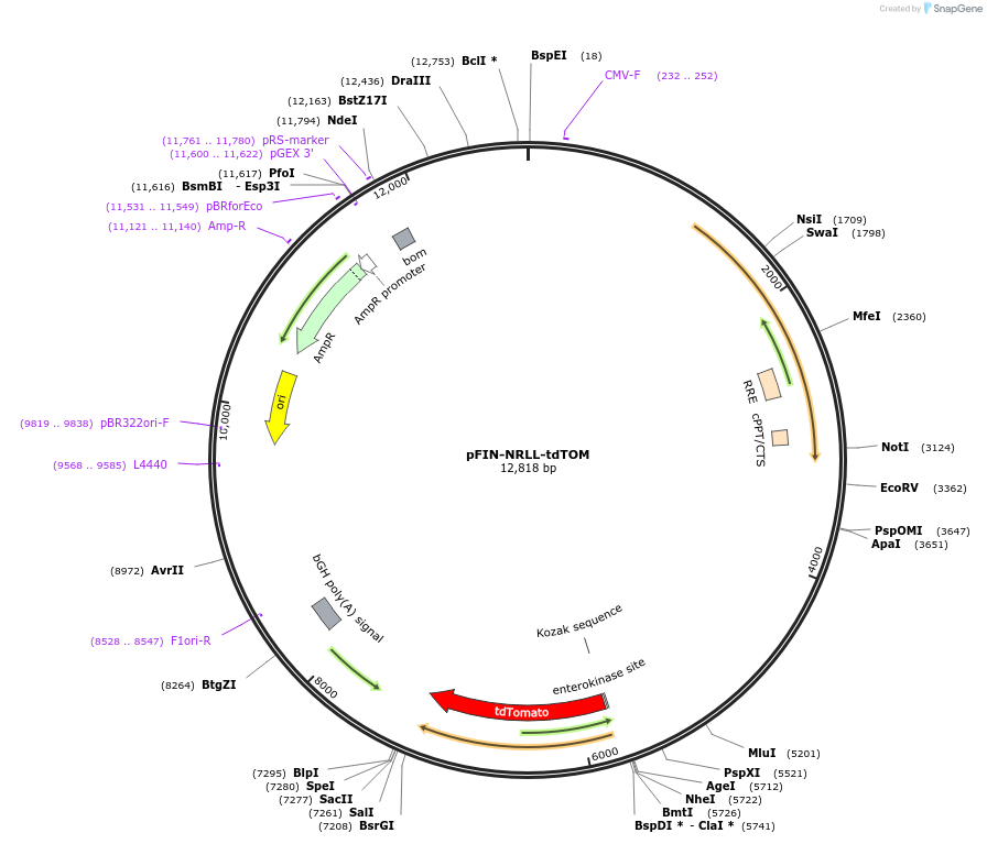 44355-plasmid-map-sequence-id-60389