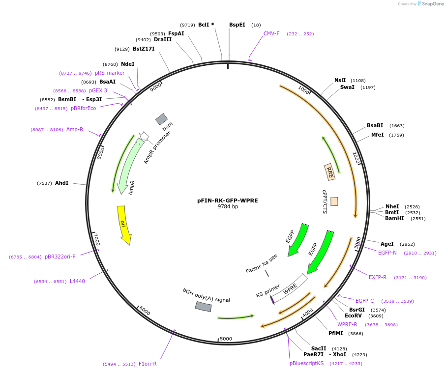 44358-plasmid-map-sequence-id-60399