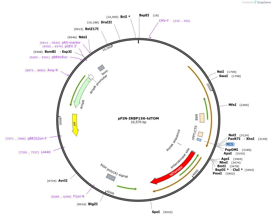 44356-plasmid-map-sequence-id-60412