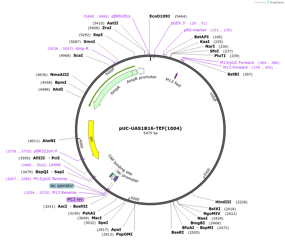 44365-plasmid-map-sequence-id-60444