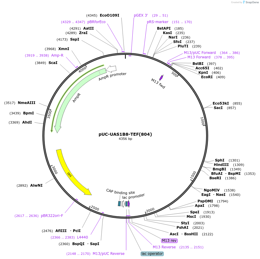 44368-plasmid-map-sequence-id-60449