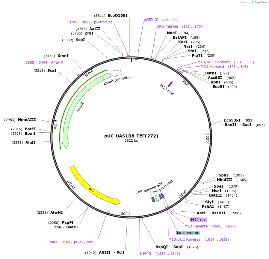 44376-plasmid-map-sequence-id-60458
