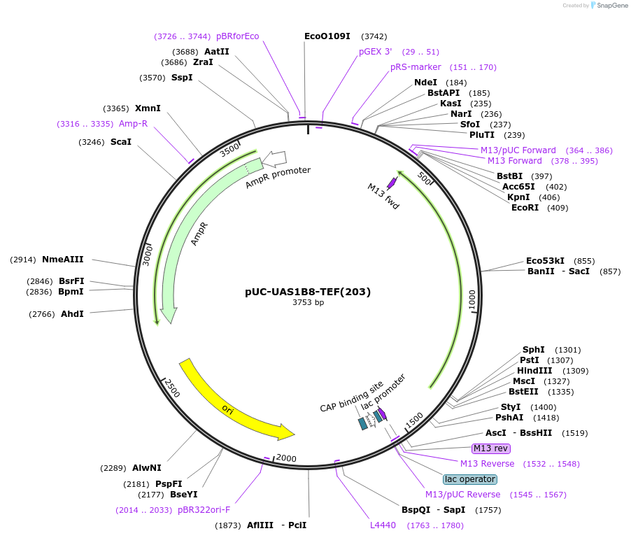 44378-plasmid-map-sequence-id-60459
